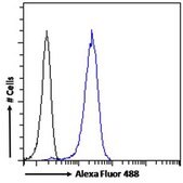 Anti-ACHE antibody produced in goat affinity isolated antibody, buffered aqueous solution