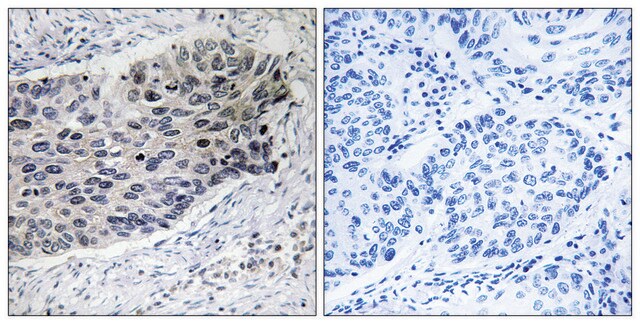 Anti-PC antibody produced in rabbit affinity isolated antibody