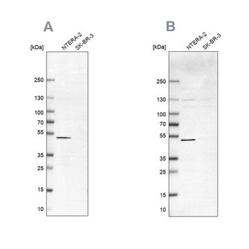 Anti-IST1 antibody produced in rabbit Prestige Antibodies&#174; Powered by Atlas Antibodies, affinity isolated antibody, buffered aqueous glycerol solution