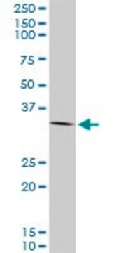 Monoclonal Anti-ANXA2 antibody produced in mouse clone 4G8, purified immunoglobulin, buffered aqueous solution