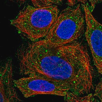 Anti-ICOSLG antibody produced in rabbit Prestige Antibodies&#174; Powered by Atlas Antibodies, affinity isolated antibody