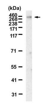 Anti-BRCA2 Antibody, clone 1H2 ZooMAb&#174; Rabbit Monoclonal recombinant, expressed in HEK 293 cells