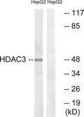 Anti-HDAC3 antibody produced in rabbit affinity isolated antibody