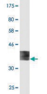 Monoclonal Anti-FDX1 antibody produced in mouse clone 1E7, purified immunoglobulin, buffered aqueous solution