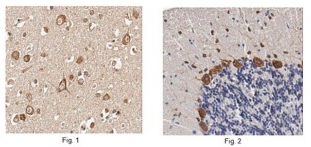 Anti-GST Omega 1 (GSTO1), clone 1H10.1 Antibody clone 1H10.1, from mouse