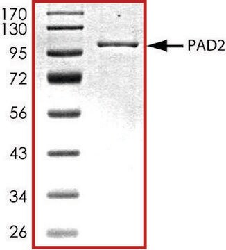 PAD2, GST tagged from mouse recombinant, expressed in baculovirus infected Sf9 cells, &#8805;70% (SDS-PAGE), buffered aqueous glycerol solution