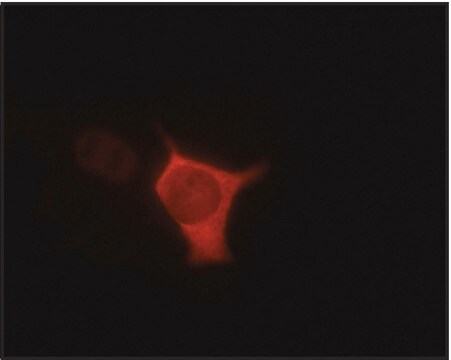 Anti-V5-Cy3&#8482; antibody, Mouse monoclonal purified immunoglobulin, ~1&#160;mg/mL, clone V5-10