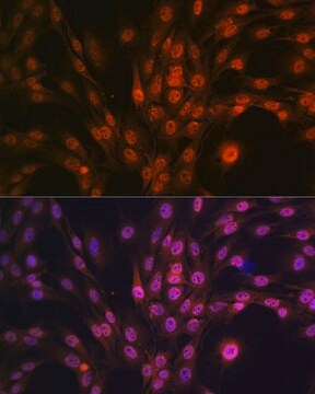 Anti-PAK2 Antibody, clone 2Y7I2, Rabbit Monoclonal