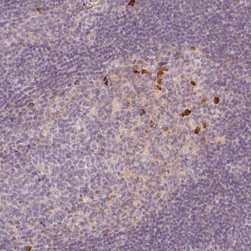 Anti-PTPRJ antibody produced in rabbit Prestige Antibodies&#174; Powered by Atlas Antibodies, affinity isolated antibody, buffered aqueous glycerol solution