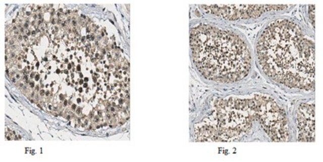 Anti-BRD2 Antibody from rabbit, purified by affinity chromatography