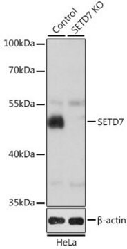 Anti-SETD7 antibody produced in rabbit