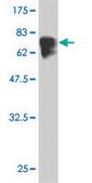 Monoclonal Anti-TUBA1 antibody produced in mouse clone 1E11, purified immunoglobulin, buffered aqueous solution