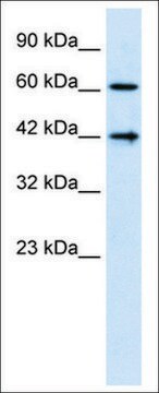 Anti-CFLAR antibody produced in rabbit IgG fraction of antiserum