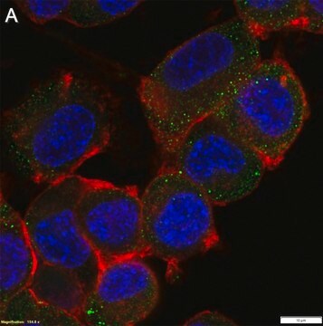 Anti-TrkB Antibody, clone 3E18 ZooMAb&#174; Rabbit Monoclonal recombinant, expressed in HEK 293 cells