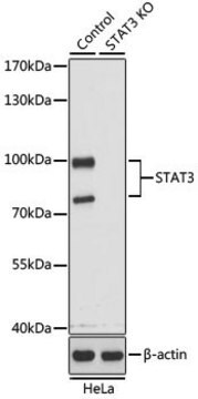 Anti-STAT3 antibody produced in rabbit