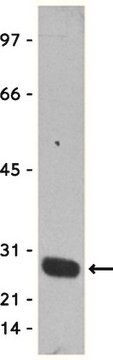 Anti-GST Tag Antibody, clone DG122-2A7, HRP conjugate clone DG122-2A7, Upstate&#174;, from mouse