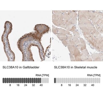 Anti-SLC38A10 antibody produced in rabbit Prestige Antibodies&#174; Powered by Atlas Antibodies, affinity isolated antibody, buffered aqueous glycerol solution, Ab3