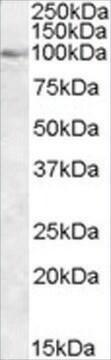 Anti-OSBP1, C-Terminal antibody produced in goat affinity isolated antibody, buffered aqueous solution