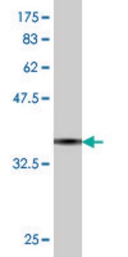 Monoclonal Anti-TIAM2 antibody produced in mouse clone 1C10, purified immunoglobulin, buffered aqueous solution