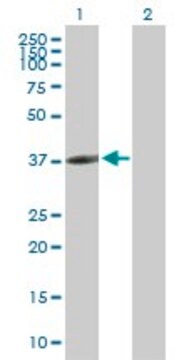 Anti-CLEC10A antibody produced in mouse purified immunoglobulin, buffered aqueous solution