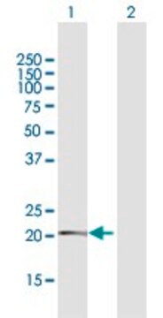 Anti-TMEM126B antibody produced in rabbit purified immunoglobulin, buffered aqueous solution