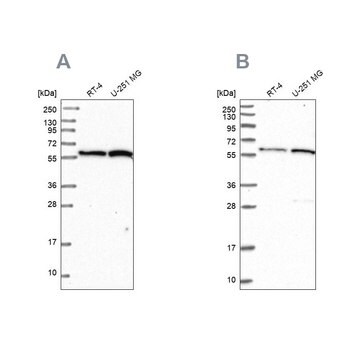 Anti-INTS14 antibody produced in rabbit Prestige Antibodies&#174; Powered by Atlas Antibodies, affinity isolated antibody, buffered aqueous glycerol solution