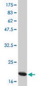 Monoclonal Anti-IL6, (C-terminal) antibody produced in mouse clone 3F4, purified immunoglobulin, buffered aqueous solution