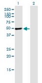 Monoclonal Anti-PIK3R1 antibody produced in mouse clone 1C10, purified immunoglobulin, buffered aqueous solution