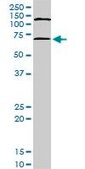 Monoclonal Anti-MAPKAPK2 antibody produced in mouse clone 3B8, purified immunoglobulin, buffered aqueous solution