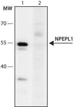 Anti-NPEPL1 (26-40) antibody produced in rabbit IgG fraction of antiserum