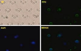 Monoclonal Anti-CTNNB1 antibody produced in mouse clone 1C9, purified immunoglobulin, buffered aqueous solution