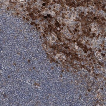 Anti-THEMIS2 antibody produced in rabbit Prestige Antibodies&#174; Powered by Atlas Antibodies, affinity isolated antibody, buffered aqueous glycerol solution, ab2