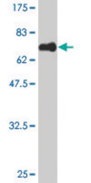 Monoclonal Anti-MAGEB1 antibody produced in mouse clone 2A4, purified immunoglobulin, buffered aqueous solution