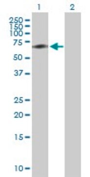 Anti-ACBD3 antibody produced in rabbit purified immunoglobulin, buffered aqueous solution