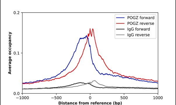 Anti-POGZ antibody produced in rabbit Prestige Antibodies&#174; Powered by Atlas Antibodies, affinity isolated antibody, buffered aqueous glycerol solution