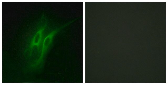 Anti-5-HT-4 antibody produced in rabbit affinity isolated antibody