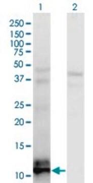 Monoclonal Anti-TIAF1 antibody produced in mouse clone 3B9, purified immunoglobulin