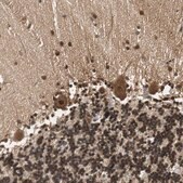 Anti-UBQLN2 antibody produced in rabbit Prestige Antibodies&#174; Powered by Atlas Antibodies, affinity isolated antibody, buffered aqueous glycerol solution