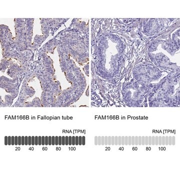 Anti-FAM166B antibody produced in rabbit Prestige Antibodies&#174; Powered by Atlas Antibodies, affinity isolated antibody, buffered aqueous glycerol solution