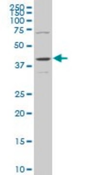 Monoclonal Anti-MAPK13 antibody produced in mouse clone 1E6, purified immunoglobulin, buffered aqueous solution