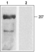 Anti-Calcium Channel (Cardiac &#945;1C Subunit) (L-type of Voltage-gated Ca2+ Channel) antibody produced in rabbit affinity isolated antibody, lyophilized powder