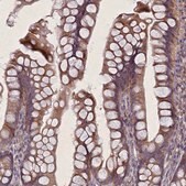 Anti-FAM96B antibody produced in rabbit Prestige Antibodies&#174; Powered by Atlas Antibodies, affinity isolated antibody, buffered aqueous glycerol solution