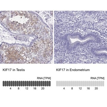 Anti-KIF17 antibody produced in rabbit Prestige Antibodies&#174; Powered by Atlas Antibodies, affinity isolated antibody, buffered aqueous glycerol solution