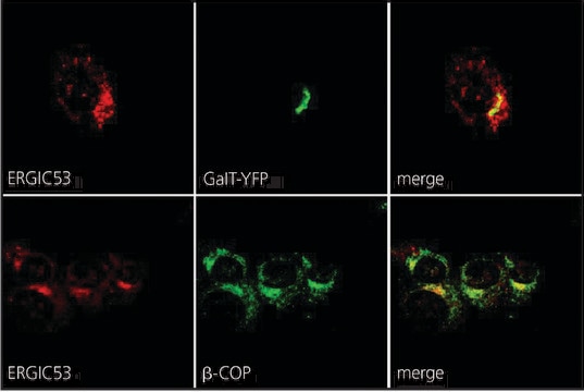 Anti-ERGIC-53/p58 antibody produced in rabbit affinity isolated antibody, buffered aqueous solution