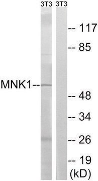 Anti-MNK1 antibody produced in rabbit affinity isolated antibody