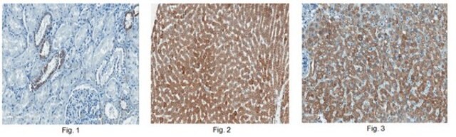 Anti-Sclerostin Antibody, clone 7B6.1 | MABS445 culture supernatant, clone 7B6.1, from mouse