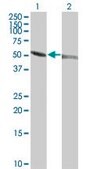 Monoclonal Anti-TUBA1 antibody produced in mouse clone 1E11, purified immunoglobulin, buffered aqueous solution