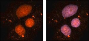 Anti-ACTB affinity isolated antibody