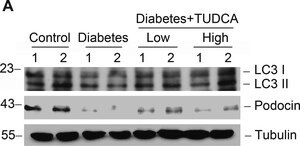 Anti-&#945;-Tubulin antibody, Mouse monoclonal clone B-5-1-2, purified from hybridoma cell culture