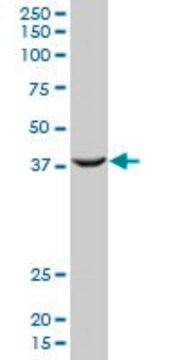 Monoclonal Anti-PCGF2 antibody produced in mouse clone 4D6, purified immunoglobulin, buffered aqueous solution